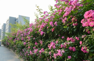 为什么蔷薇叶子发黄？蔷薇叶子发黄怎么办？