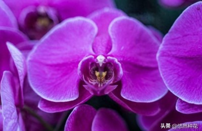 蝴蝶兰可以种在土里吗，蝴蝶兰为什么不用泥土栽种呢？