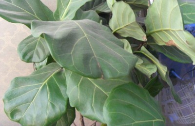 琴叶榕叶子锈斑怎么治？琴叶榕长锈斑的原因能告诉我们防治的方法