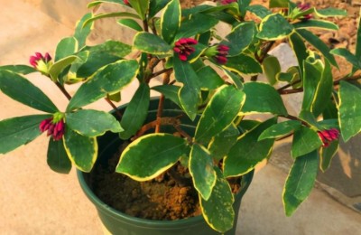 瑞香换盆掉花了怎么回事？注意瑞香换盆时间和方法