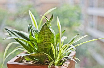 虎皮兰浇什么水长得快？虎皮兰爱“喝”两种水