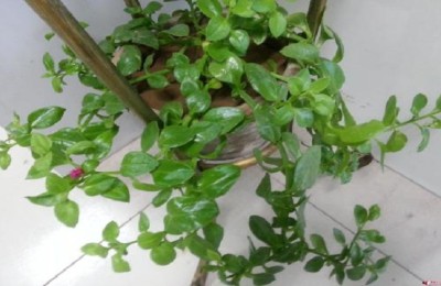 绿宝树掉叶子怎么办？绿宝树掉叶子怎样处理