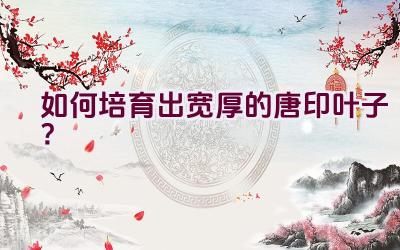 如何培育出宽厚的唐印叶子?插图 如何培育出宽厚的唐印叶子?插图