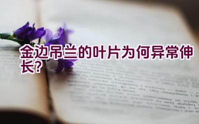 金边吊兰的叶片为何异常伸长?插图 金边吊兰的叶片为何异常伸长?插图