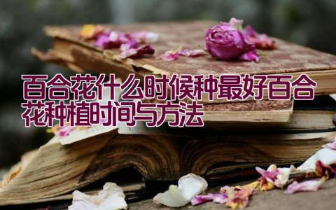 百合花什么时候种最好(百合花种植时间与方法)插图 百合花什么时候种最好(百合花种植时间与方法)插图