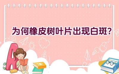 为何橡皮树叶片出现白斑?插图 为何橡皮树叶片出现白斑?插图