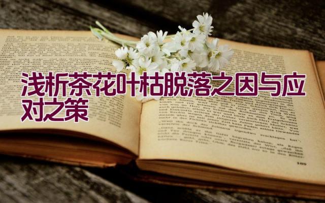 浅析茶花叶枯脱落之因与应对之策插图 浅析茶花叶枯脱落之因与应对之策插图
