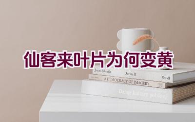 仙客来叶片为何变黄插图 仙客来叶片为何变黄插图