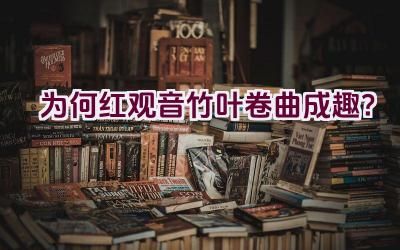 为何红观音竹叶卷曲成趣?插图 为何红观音竹叶卷曲成趣?插图