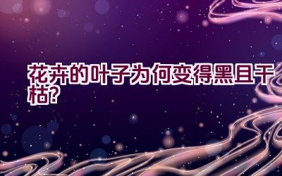 花卉的叶子为何变得黑且干枯?插图 花卉的叶子为何变得黑且干枯?插图