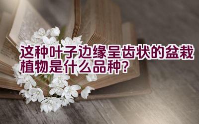 这种叶子边缘呈齿状的盆栽植物是什么品种？插图