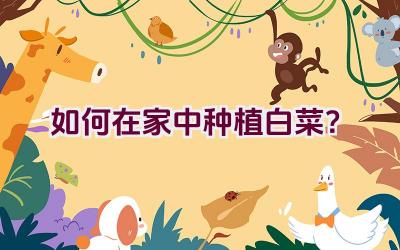 如何在家中种植白菜?插图 如何在家中种植白菜?插图