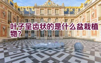 叶子呈齿状的是什么盆栽植物?插图 叶子呈齿状的是什么盆栽植物?插图