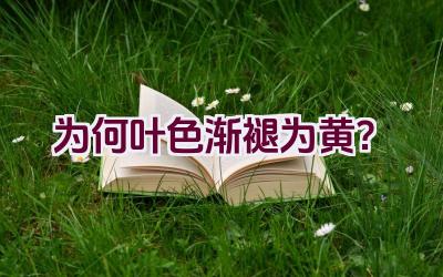 为何叶色渐褪为黄?插图 为何叶色渐褪为黄?插图