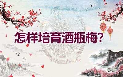 怎样培育酒瓶梅？插图