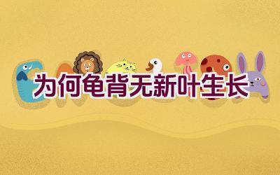 为何龟背无新叶生长插图 为何龟背无新叶生长插图