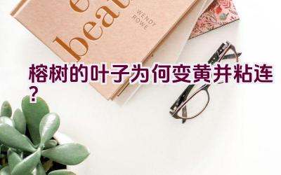 榕树的叶子为何变黄并粘连?插图 榕树的叶子为何变黄并粘连?插图