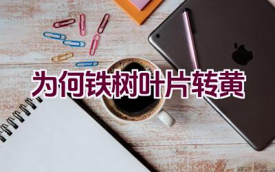 为何铁树叶片转黄插图 为何铁树叶片转黄插图