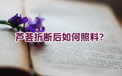 芦荟折断后如何照料?插图 芦荟折断后如何照料?插图
