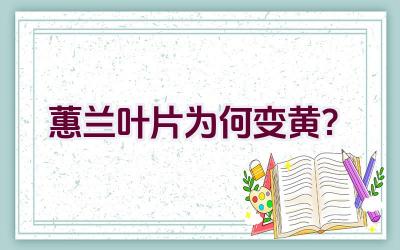 蕙兰叶片为何变黄?插图 蕙兰叶片为何变黄?插图