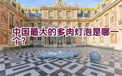中国最大的多肉灯泡是哪一个?插图 中国最大的多肉灯泡是哪一个?插图