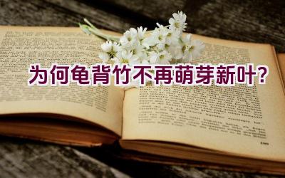 为何龟背竹不再萌芽新叶?插图 为何龟背竹不再萌芽新叶?插图