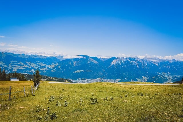 八仙花（绣球花）有毒吗? ， 八仙花：美丽与毒性并存的观赏植物插图
