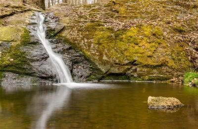 荷包牡丹的功效和作用 ， 荷包牡丹：玲珑花语与药用价值的完美结合缩略图