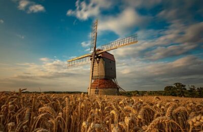 矮牵牛的作用和价值 ， 矮牵牛的种植与养护缩略图