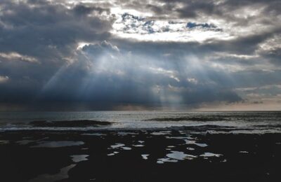 睡莲的功效及作用 ， 睡莲：水中仙子，净化守护者缩略图