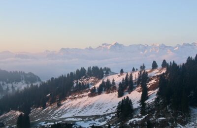 百里香的功效与作用 ， 深入探究：百里香的多重魅力缩略图