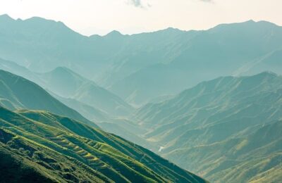 蝴蝶兰的功效与作用 ，  深入了解蝴蝶兰：从品种到养护缩略图