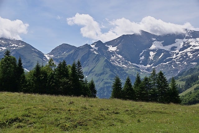 香雪兰(小苍兰)有毒吗 ，  探秘香雪兰：从观赏到药用插图