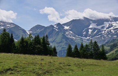 香雪兰(小苍兰)有毒吗 ，  探秘香雪兰：从观赏到药用缩略图