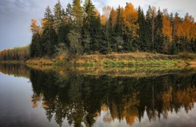 适合摆放在财位上的植物有哪些? ， 适合摆放在财位上的植物有哪些?缩略图