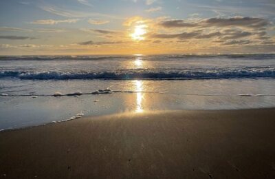 三角梅适合室内养殖吗？， 深入探讨三角梅的室内养殖缩略图