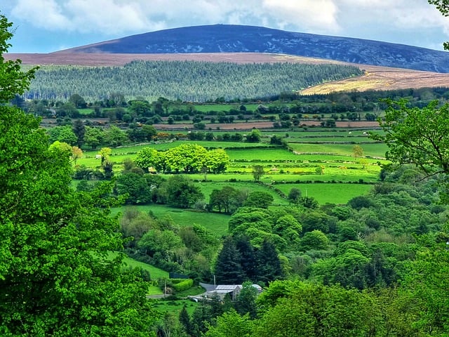 绿萝几月份扦插最好 , 绿萝的品种与养护技巧插图 绿萝几月份扦插最好 , 绿萝的品种与养护技巧插图