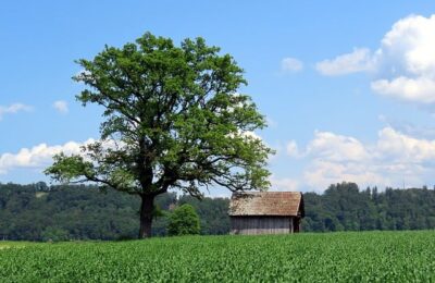 金银花泡水喝的九大禁忌 ， 金银花的药用价值及饮用方法缩略图