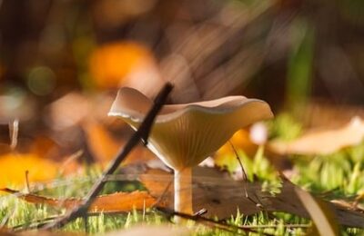 昙花的四季养护 ， 昙花的春季养护缩略图