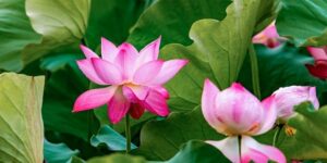 醉蝶花种子怎么种 ， 一、醉蝶花播种步骤缩略图