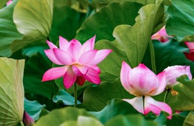 醉蝶花种子怎么种 ， 一、醉蝶花播种步骤缩略图