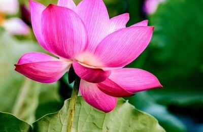 葱兰的播种方法 ， 葱兰的种植与养护缩略图