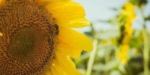 怎么给凤仙花施肥 ， 凤仙花的种植与养护技巧缩略图