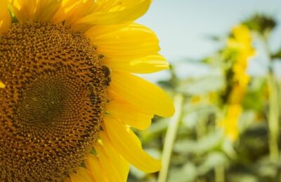 怎么给凤仙花施肥 ， 凤仙花的种植与养护技巧缩略图