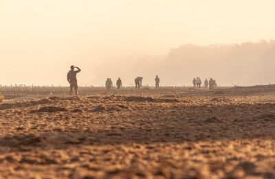 山地玫瑰的播种 ， 探秘山地玫瑰：从播种到绽放缩略图