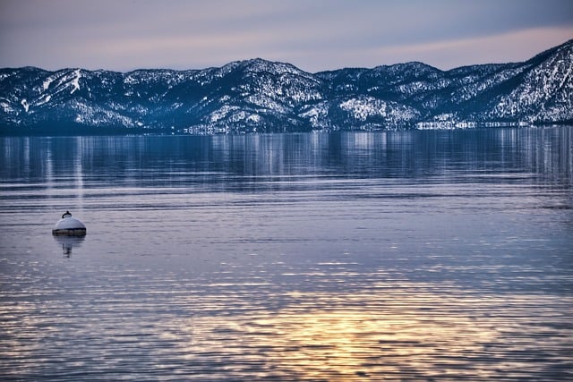 路易十四玫瑰怎么种植 , 路易十四玫瑰的品种赏析与养护技巧插图 路易十四玫瑰怎么种植 , 路易十四玫瑰的品种赏析与养护技巧插图