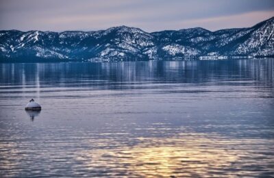 路易十四玫瑰怎么种植 ， 路易十四玫瑰的品种赏析与养护技巧缩略图