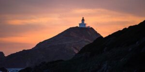 姜花的枯萎病如何治理 ， 姜花的枯萎病如何治理缩略图