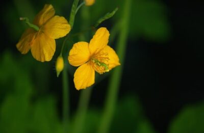 洋桔梗怎样扦插 ，  探秘洋桔梗的扦插繁殖：从理论到实践缩略图