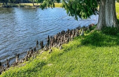 榕树盆景怎么嫁接 ， 榕树盆景嫁接的艺术与技巧缩略图